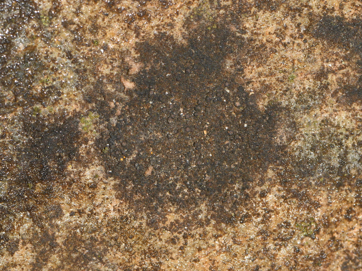 Thelignya neglecta (door Erik van Dijk)