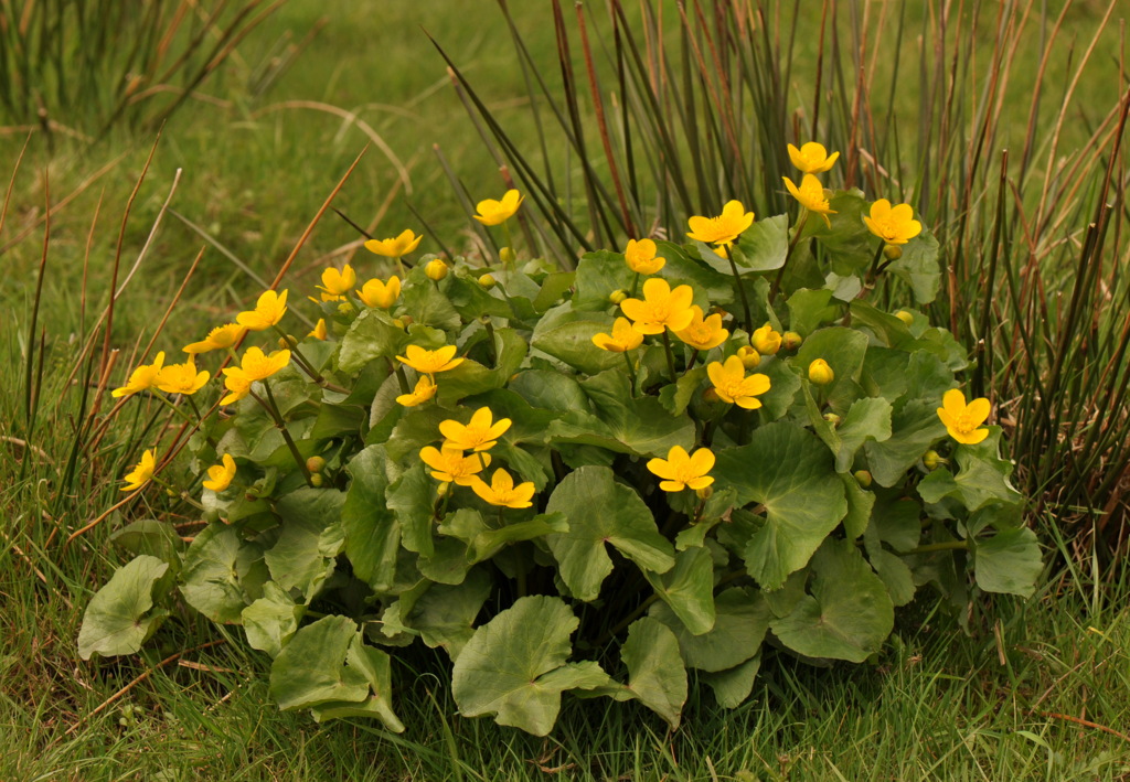 Caltha palustris subsp. palustris (door Willie Riemsma)