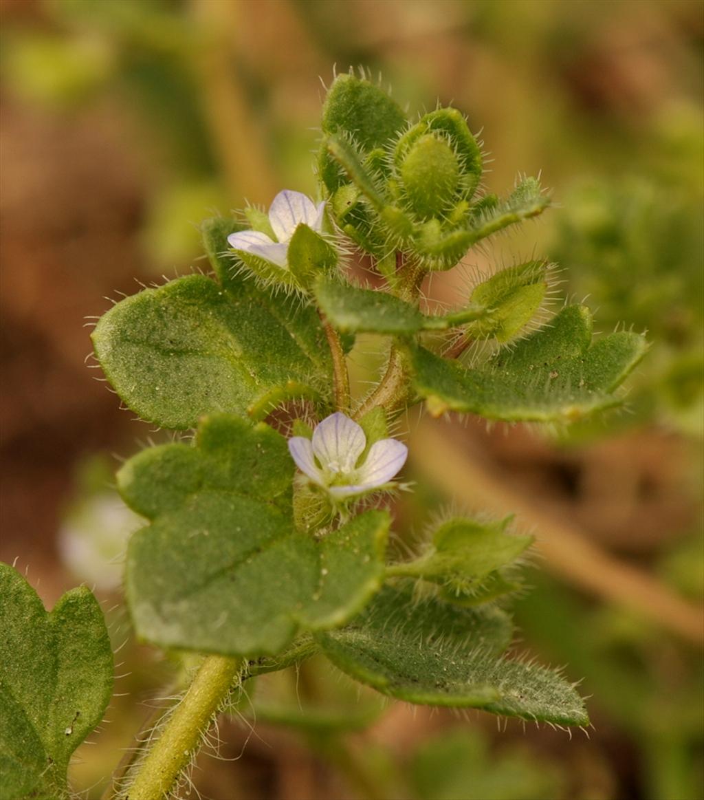 Veronica hederifolia (door Willie Riemsma)