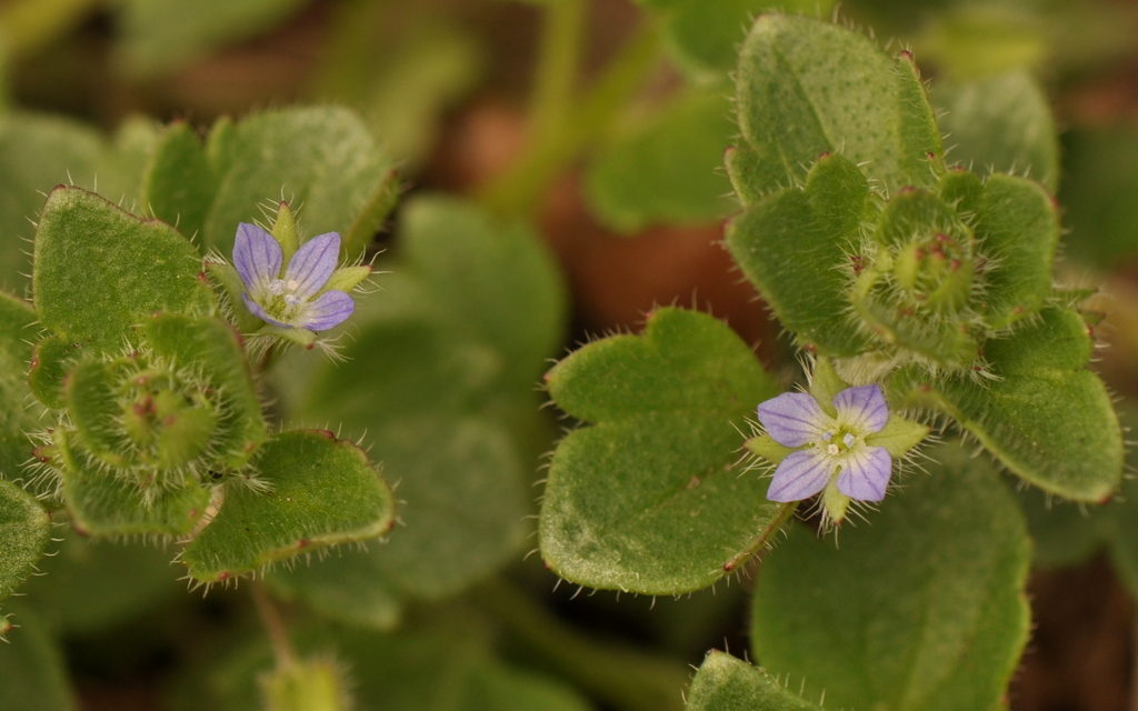 Veronica hederifolia (door Willie Riemsma)