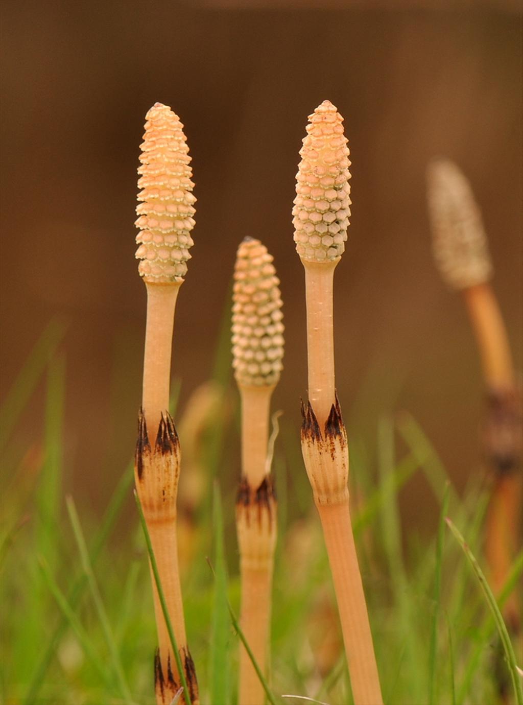 Equisetum arvense (door Willie Riemsma)