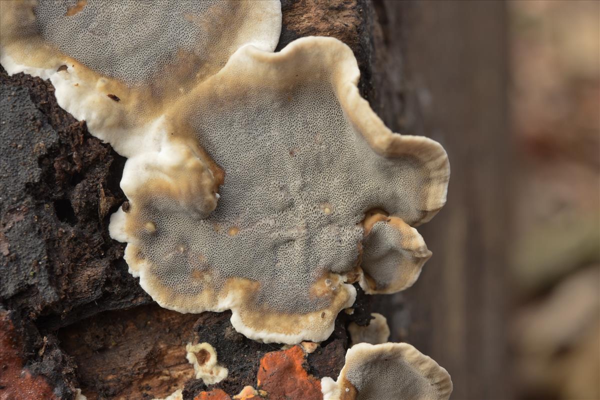 Bjerkandera adusta (door Laurens van der Linde)