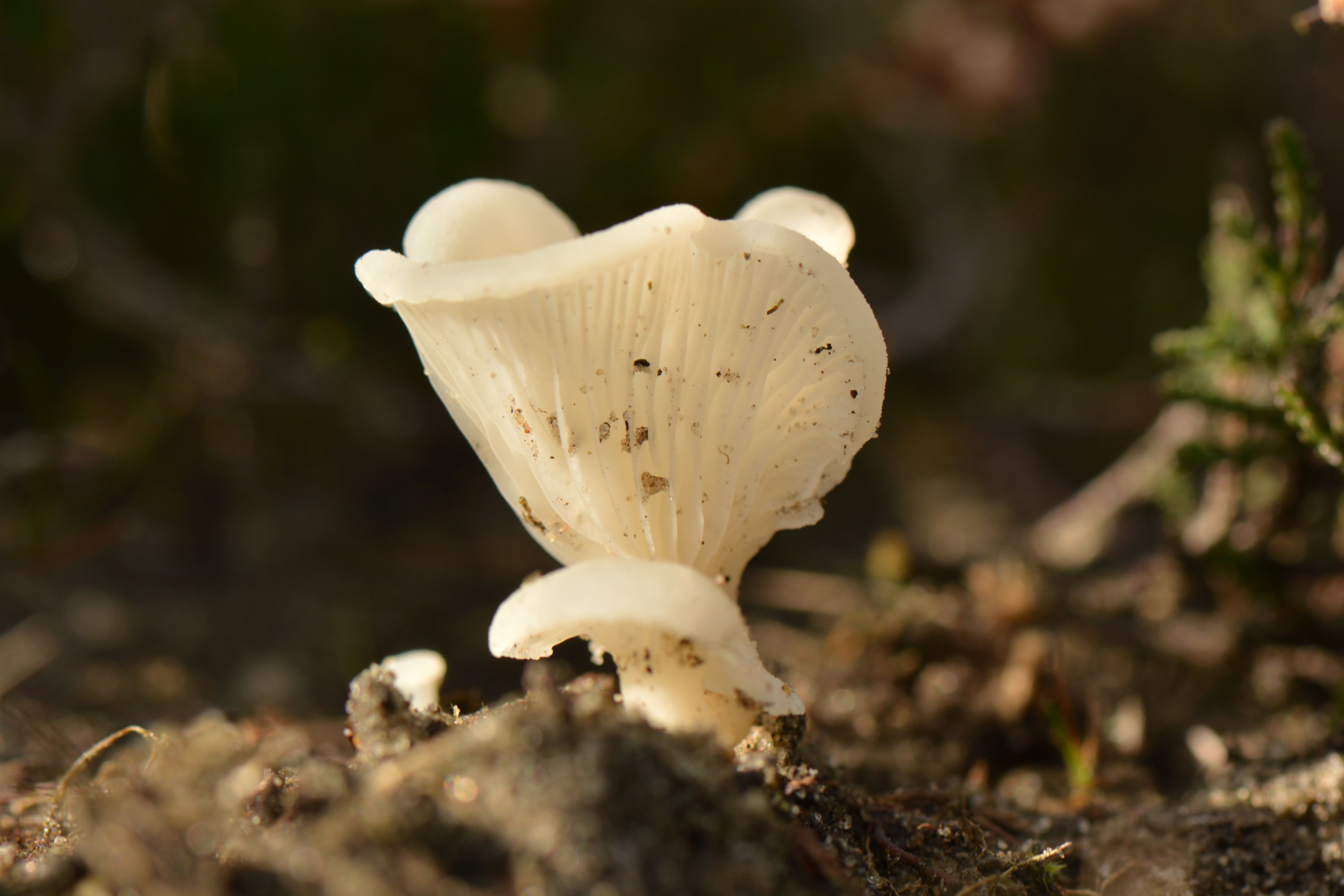 Omphalina mutila (door Mark Otten)