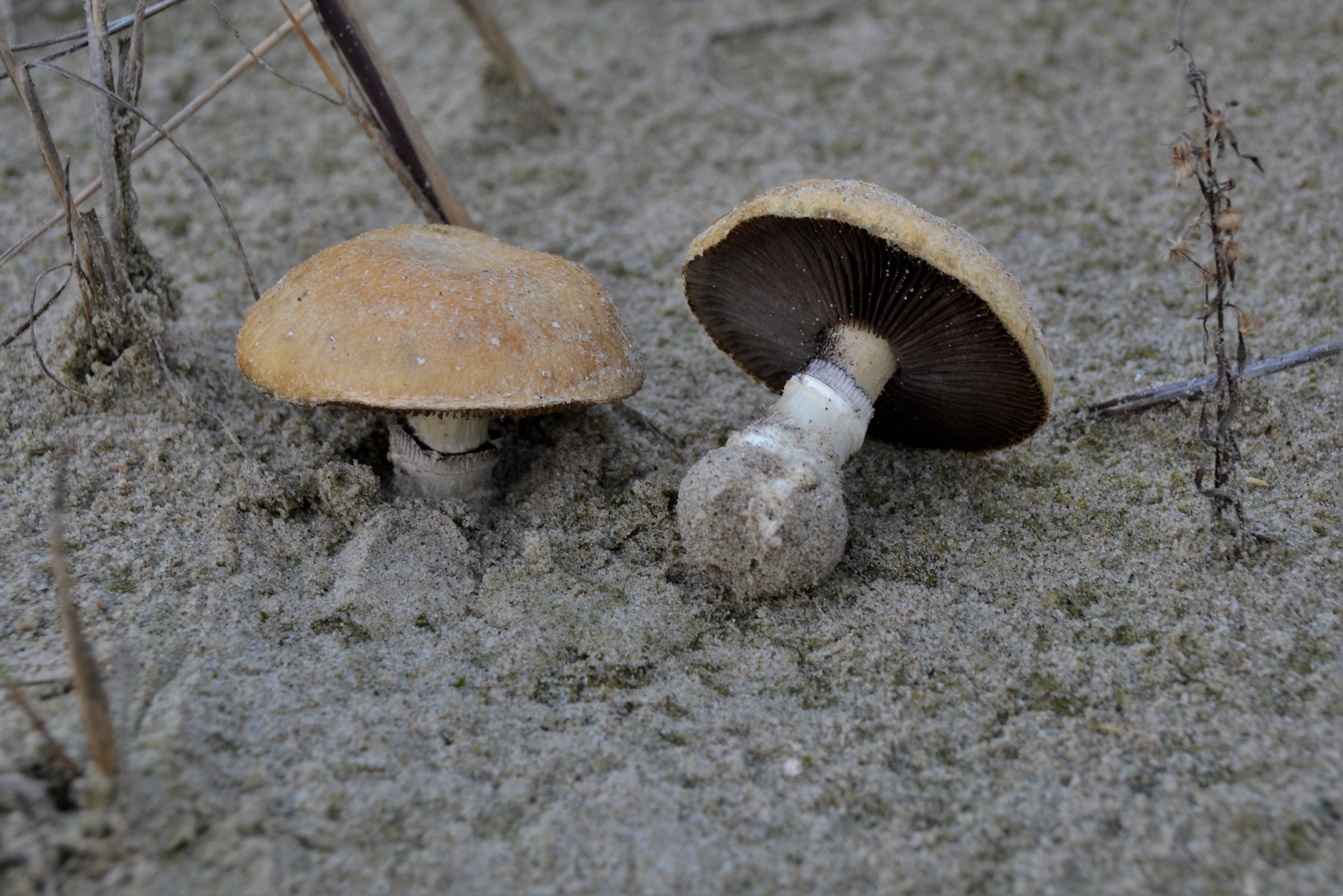 Stropharia halophila (door Cora van der Plaats)