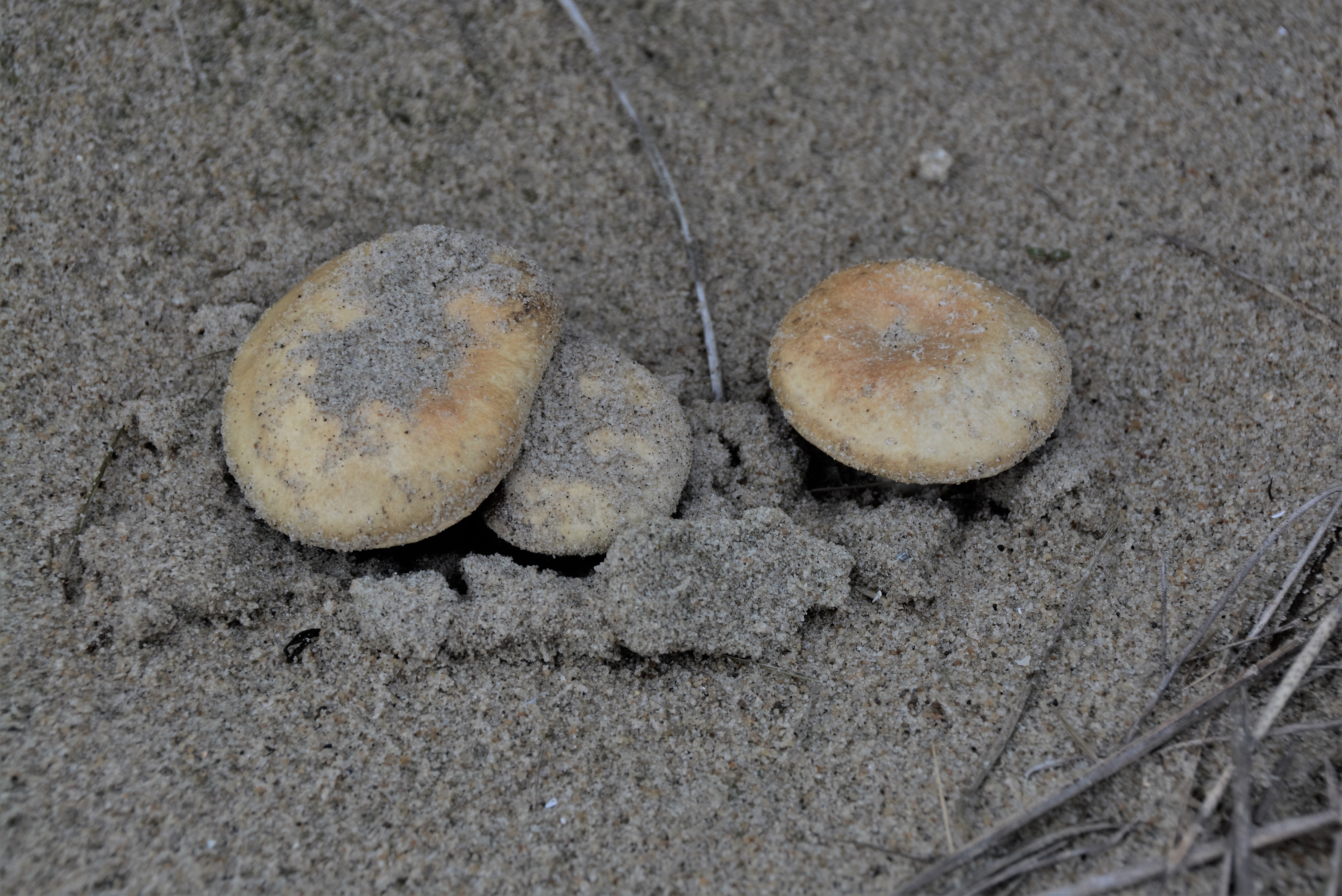 Stropharia halophila (door Cora van der Plaats)