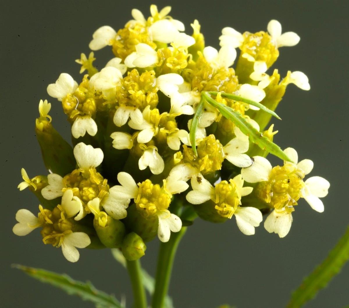 Tagetes minuta (door Theo Heijmans)