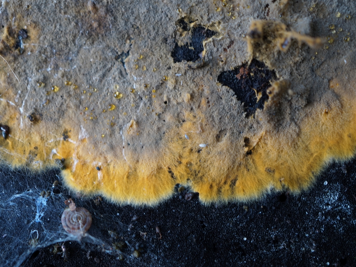 Tomentella botryoides (door Marian Jagers-Dikmans)