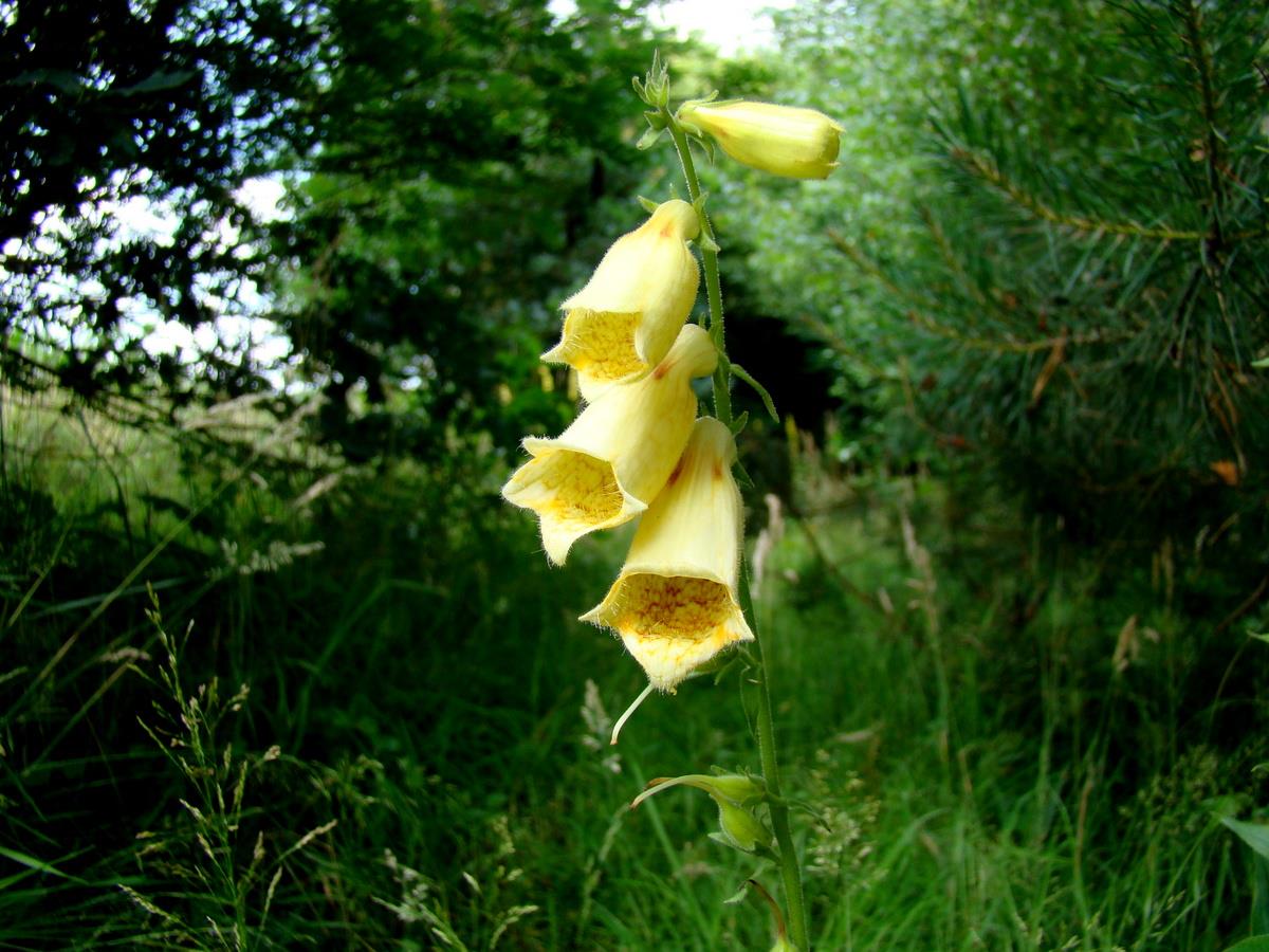 Digitalis grandiflora (door Joop Verburg)