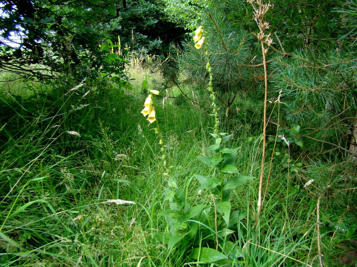 Digitalis grandiflora (door Joop Verburg)