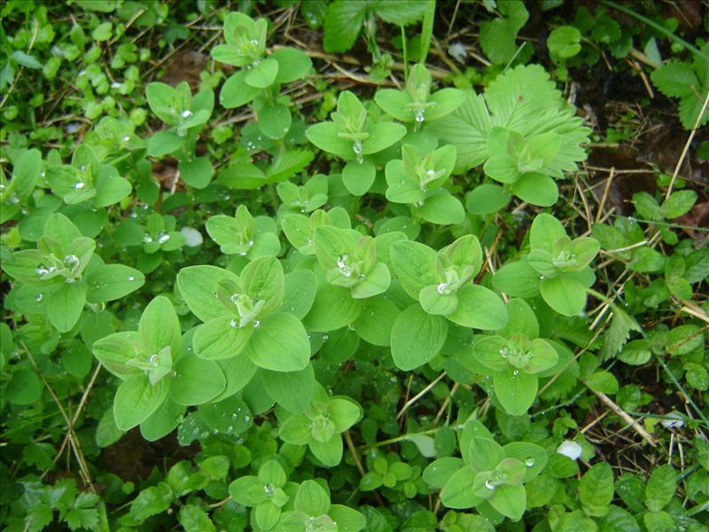 Hypericum hirsutum (door Ruud Beringen)