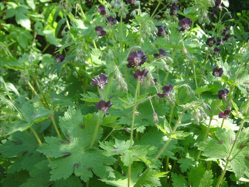 Geranium phaeum (door Ruud Beringen)