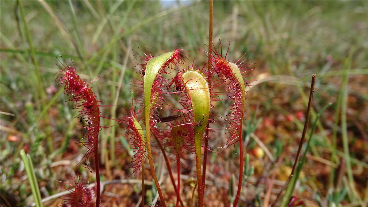 Drosera x obovata (door Harold Timans)