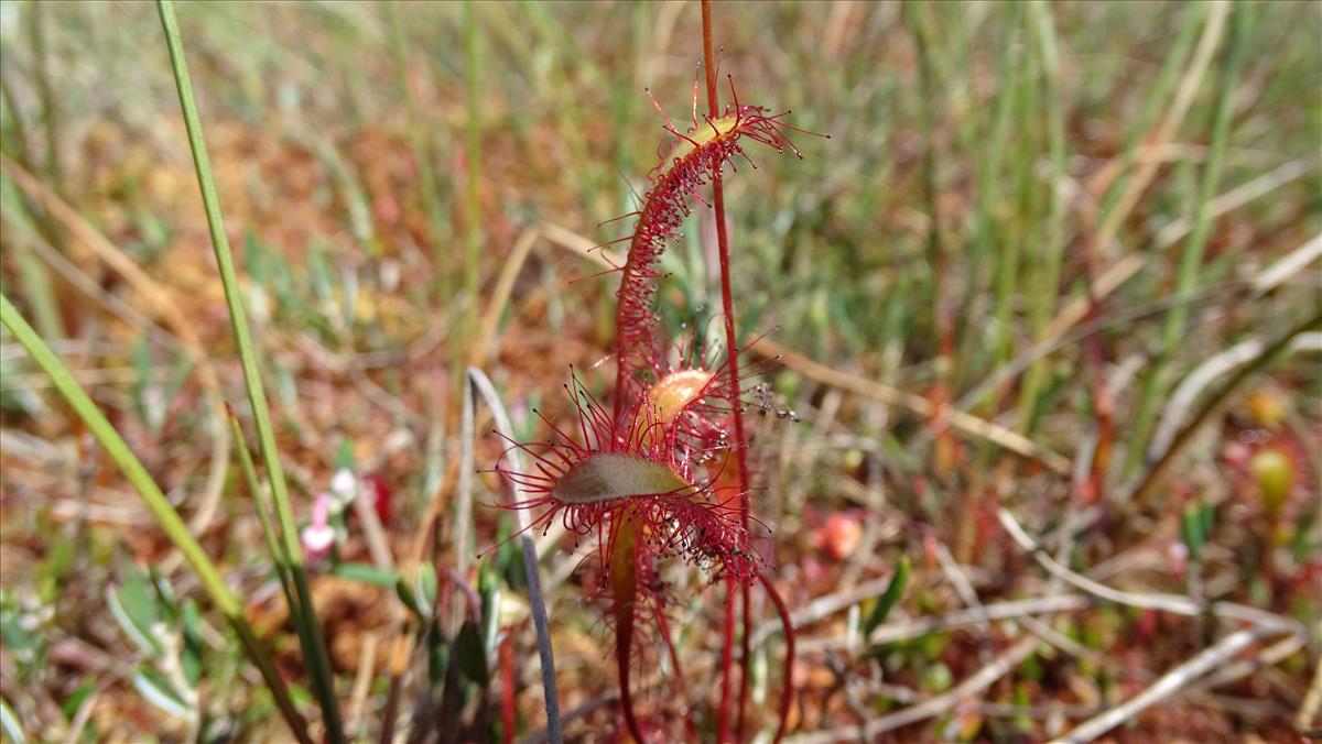 Drosera anglica (door Harold Timans)