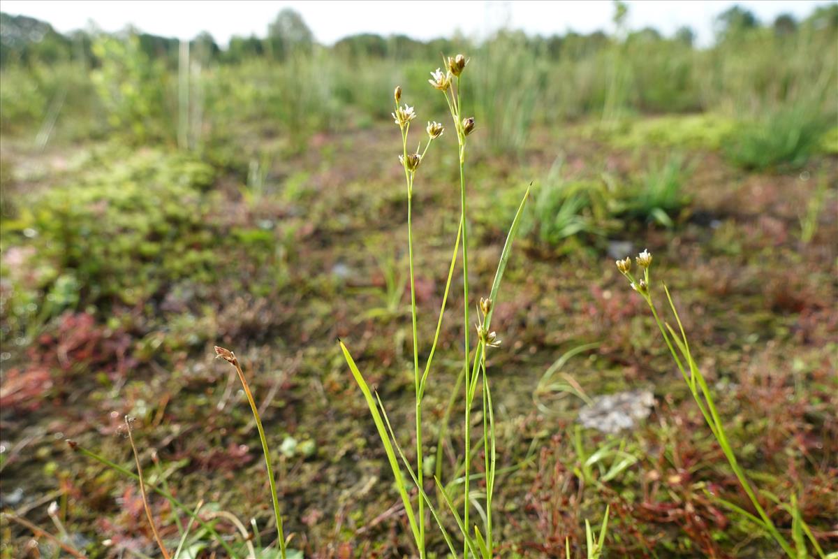 Juncus marginatus (door Sipke Gonggrijp)