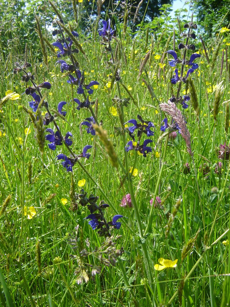 Salvia pratensis (door Ruud Beringen)