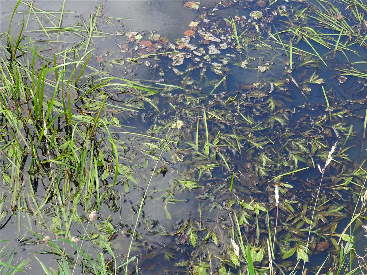 Potamogeton alpinus (door Berco Hoegen)