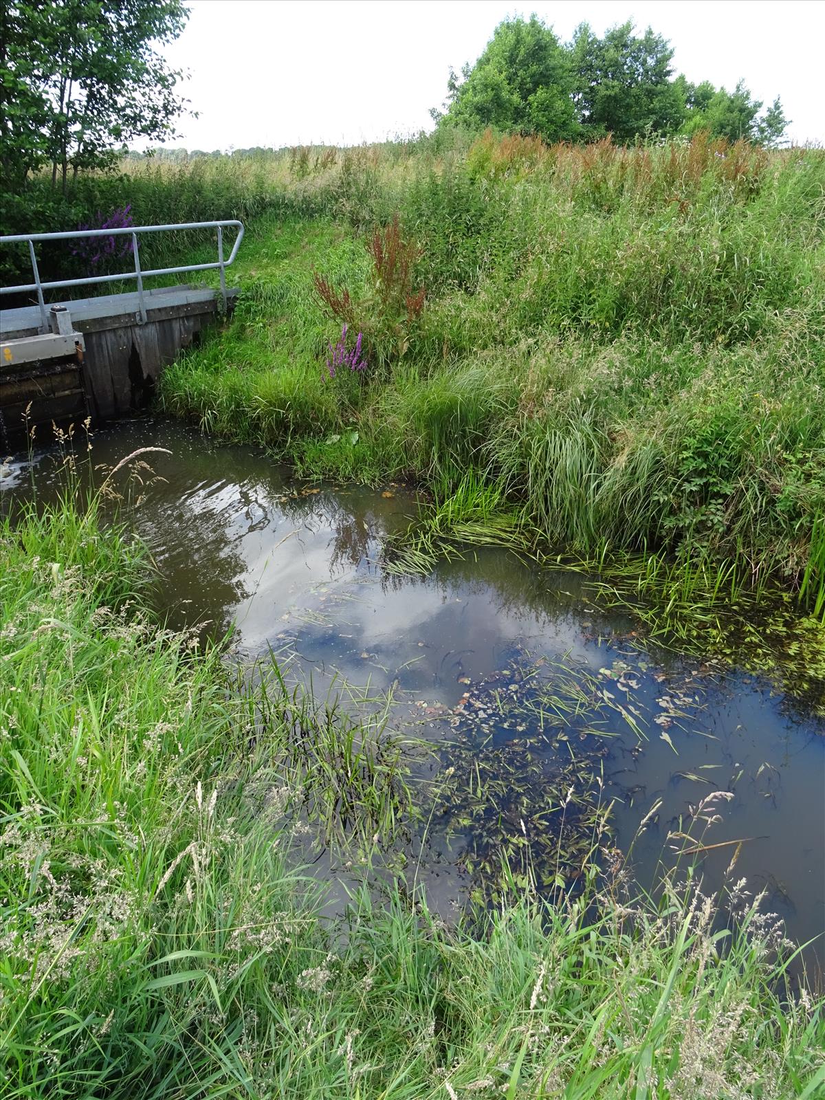 Potamogeton alpinus (door Berco Hoegen)