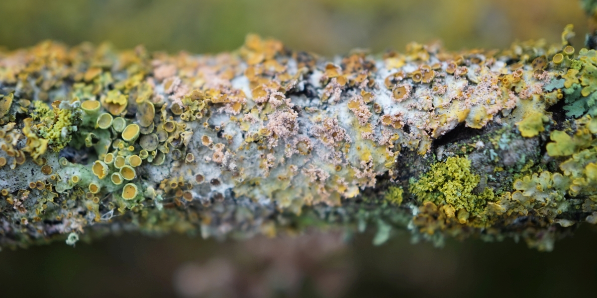 Erythricium aurantiacum (door Marian Jagers-Dikmans)