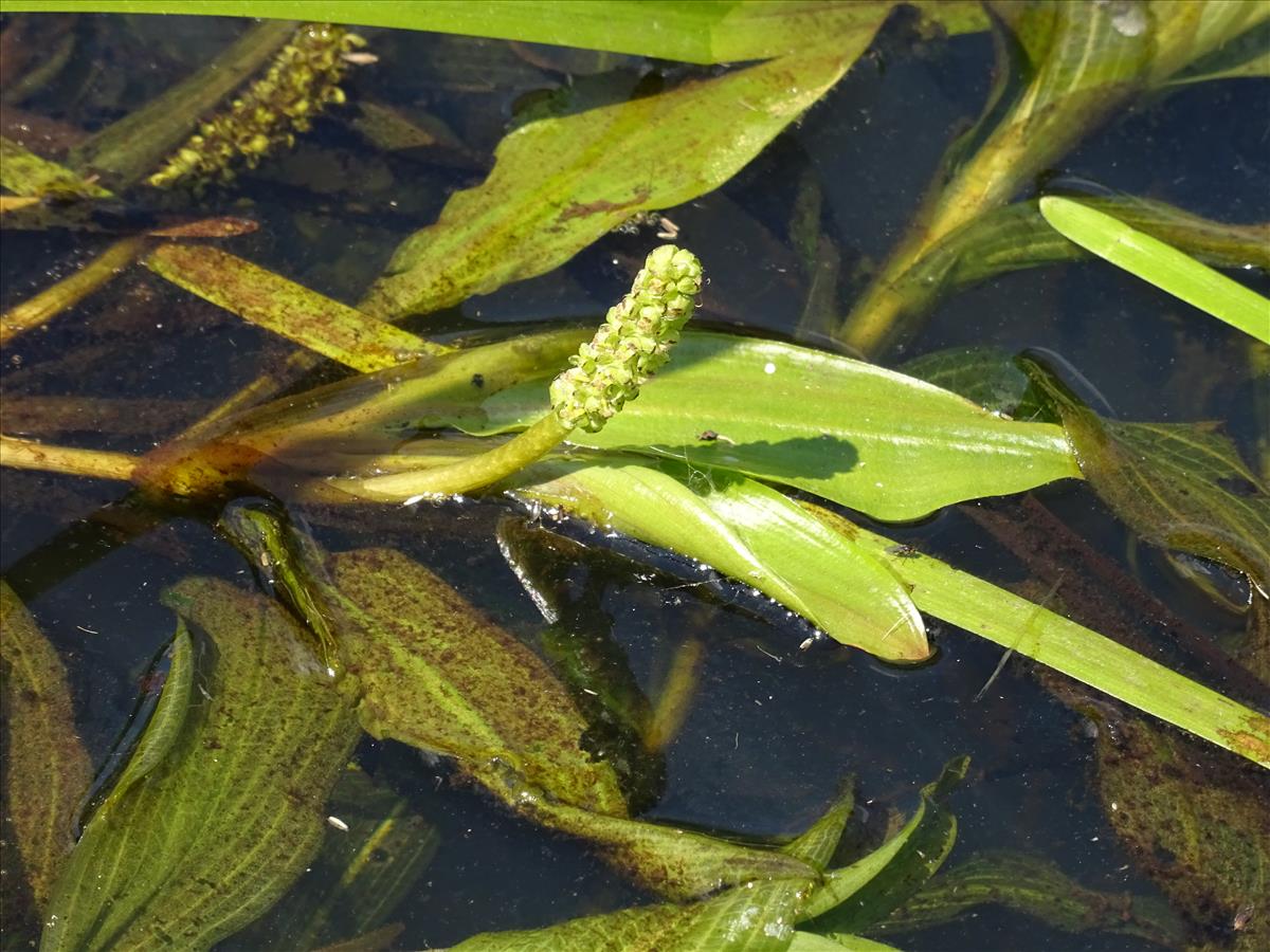 Potamogeton alpinus (door Berco Hoegen)