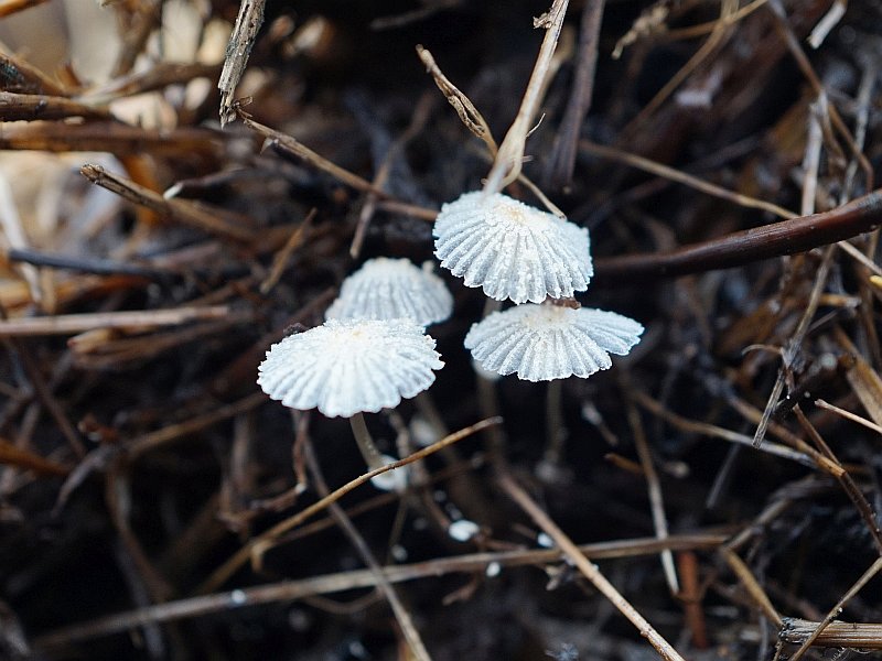 Coprinopsis ephemeroides (door Marian Jagers)