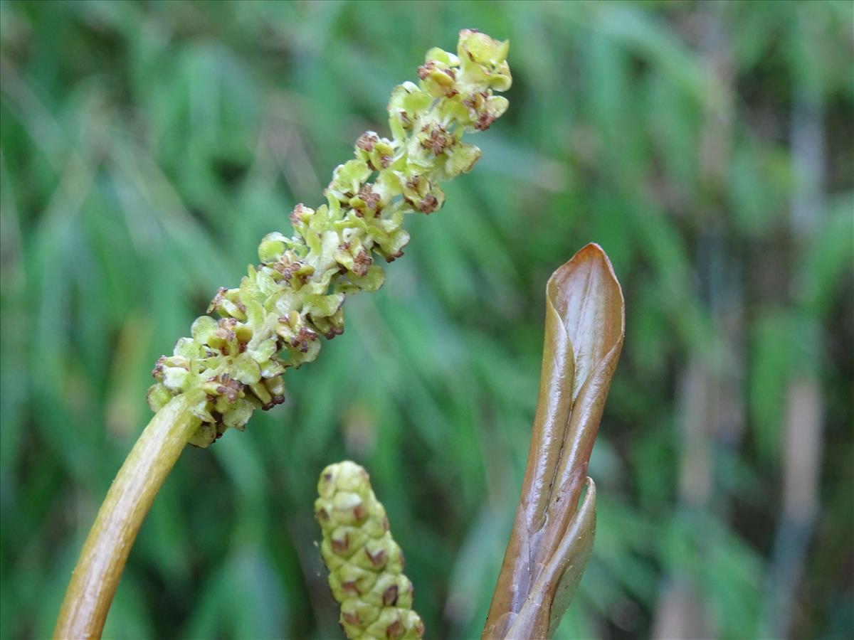 Potamogeton alpinus (door Berco Hoegen)