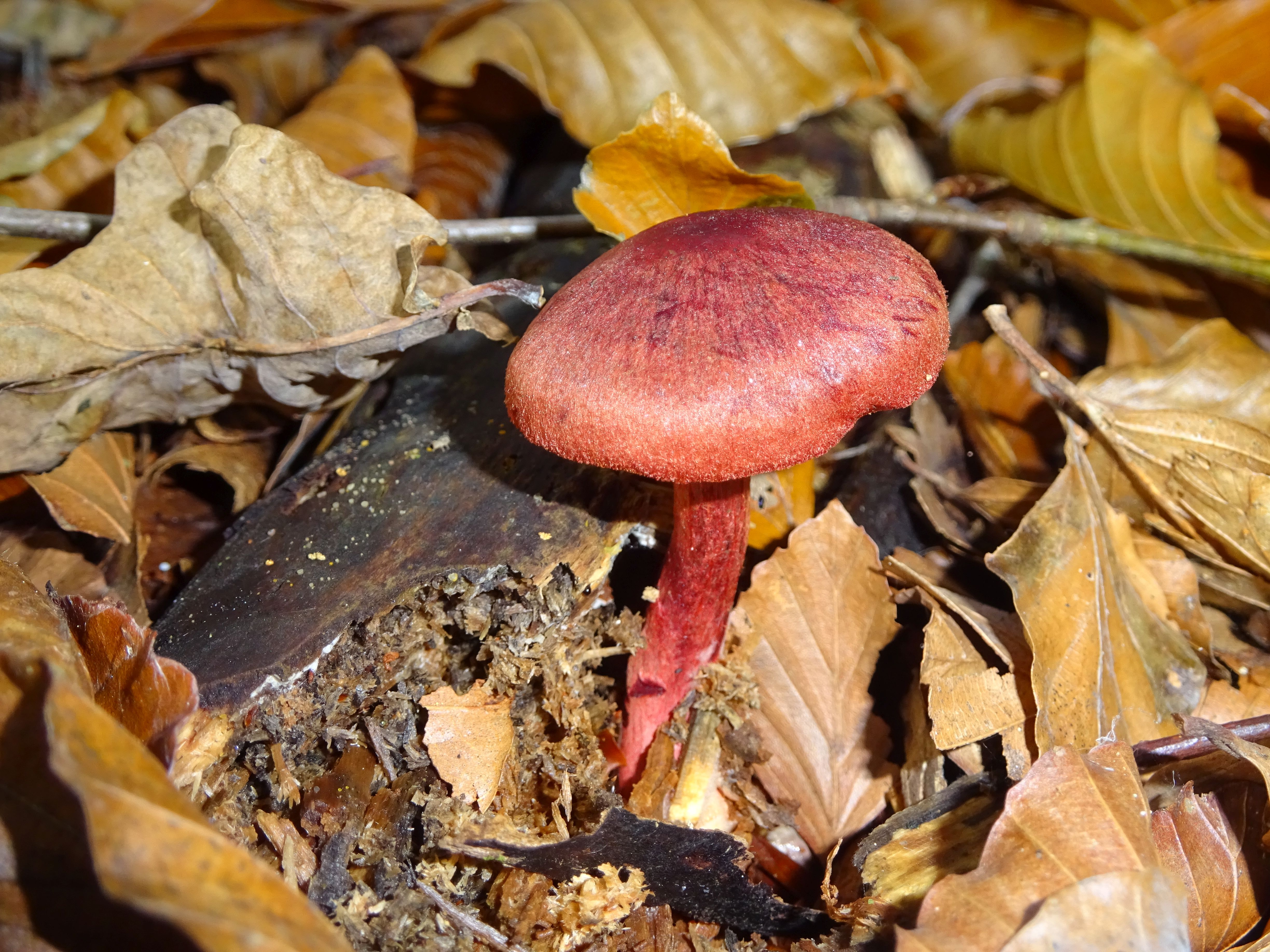 Cortinarius sanguineus (door Abe Hoekstra)