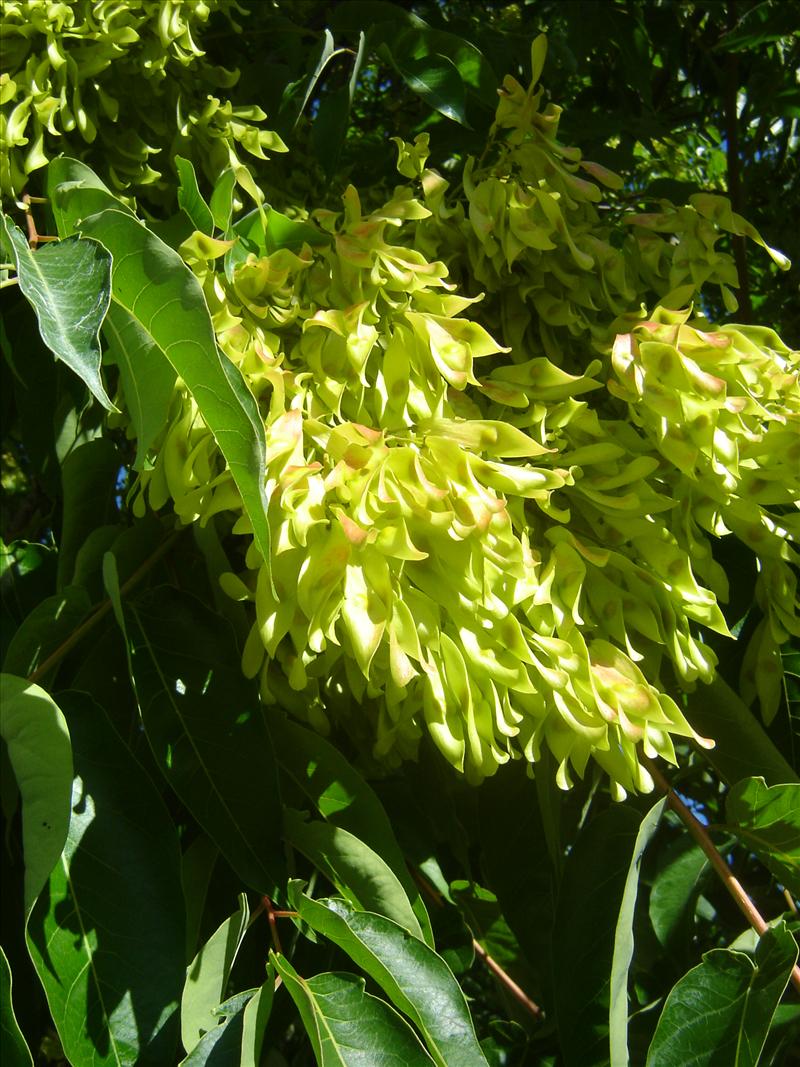 Ailanthus altissima (door Ruud Beringen)