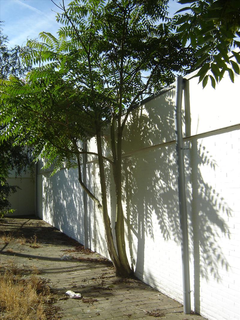 Ailanthus altissima (door Ruud Beringen)