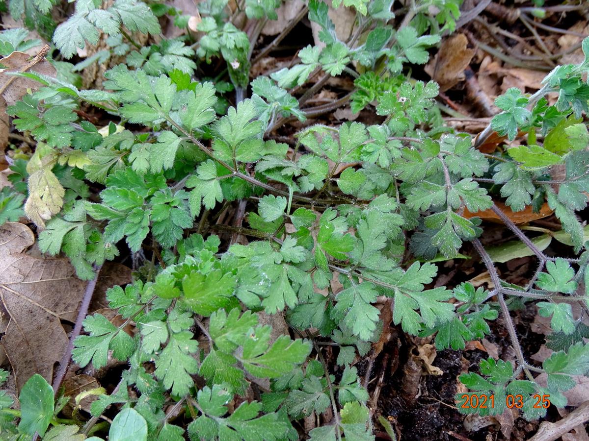 Chaerophyllum temulum (door Joop Verburg)