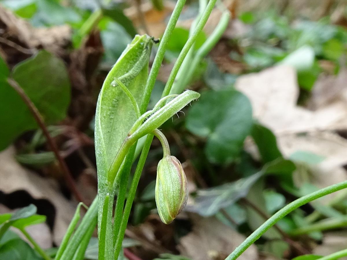 Gagea spathacea (door Joop Verburg)