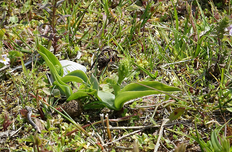 Herminium monorchis (door Jos Lammers)