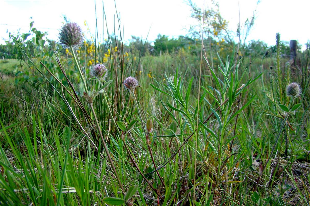 Trifolium diffusum (door Joop Verburg)