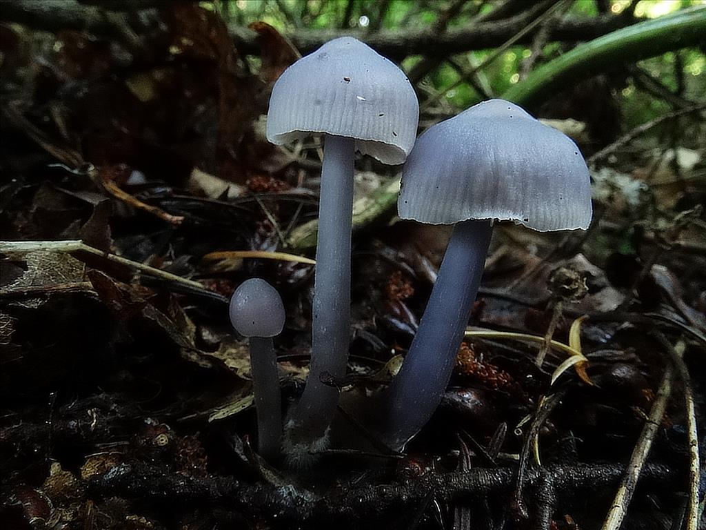 Mycena pura f. ianthina (door Wob Veenhoven)