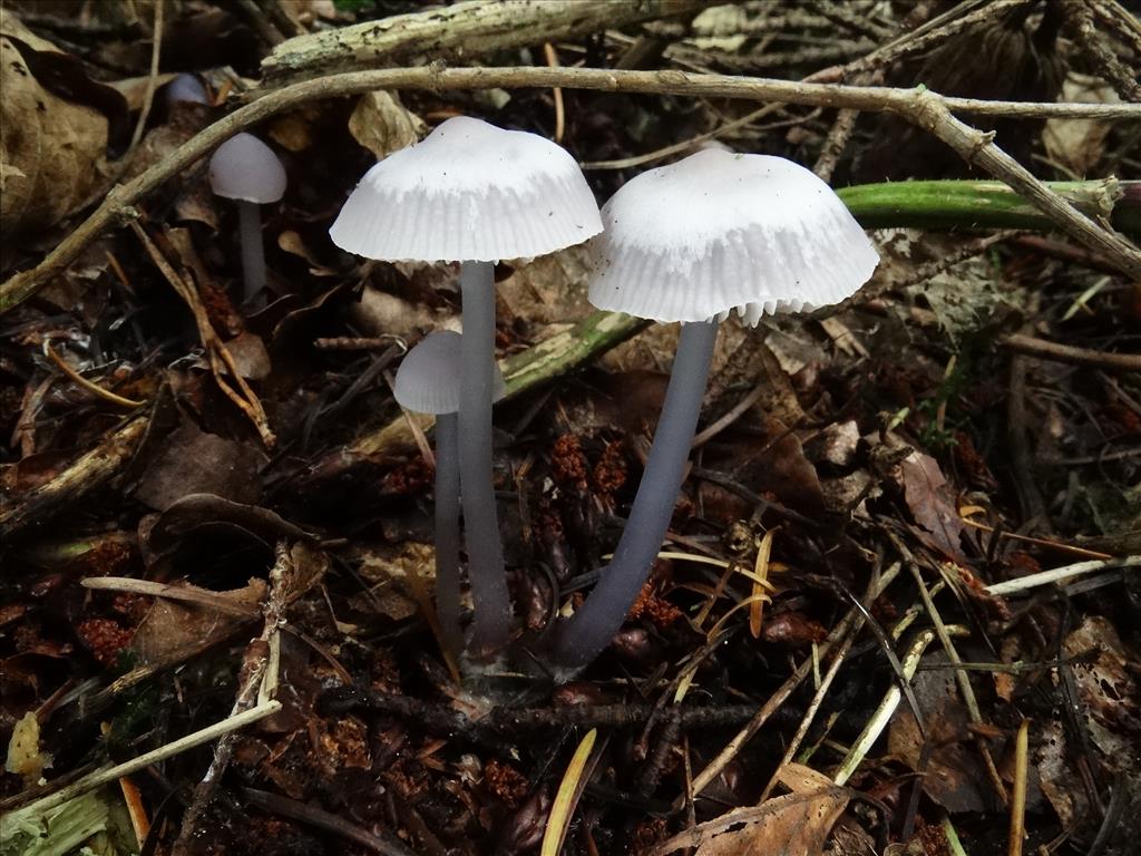 Mycena pura f. ianthina (door Wob Veenhoven)