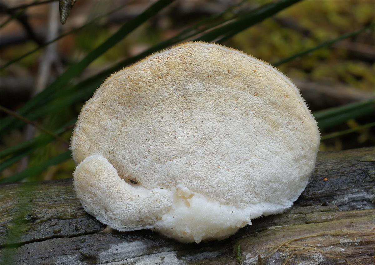 Tyromyces kmetii (door Ine van Raaij)