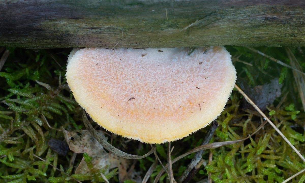 Tyromyces kmetii (door Ine van Raaij)