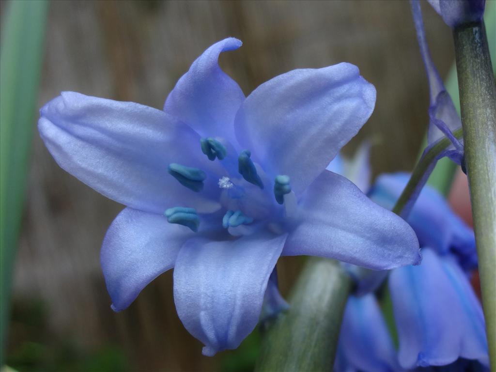 Hyacinthoides hispanica (door Fred Bos)