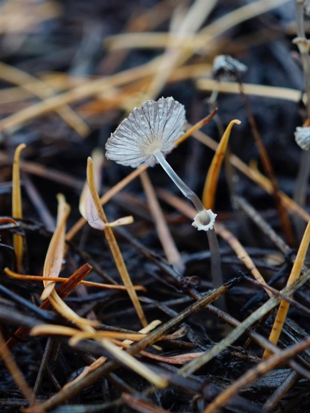 Coprinopsis ephemeroides (door Marian Jagers)