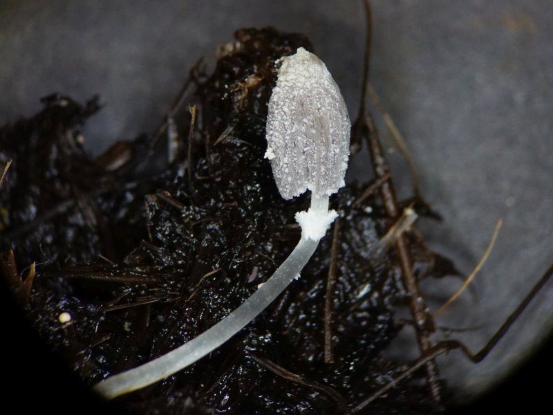 Coprinopsis ephemeroides (door Marian Jagers)