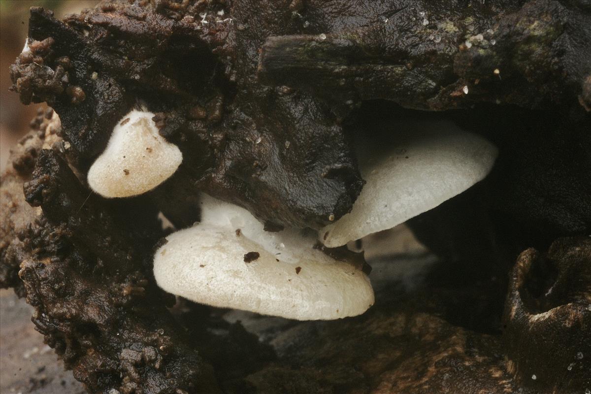 Clitopilus rhodophyllus (door Henk Remijn)