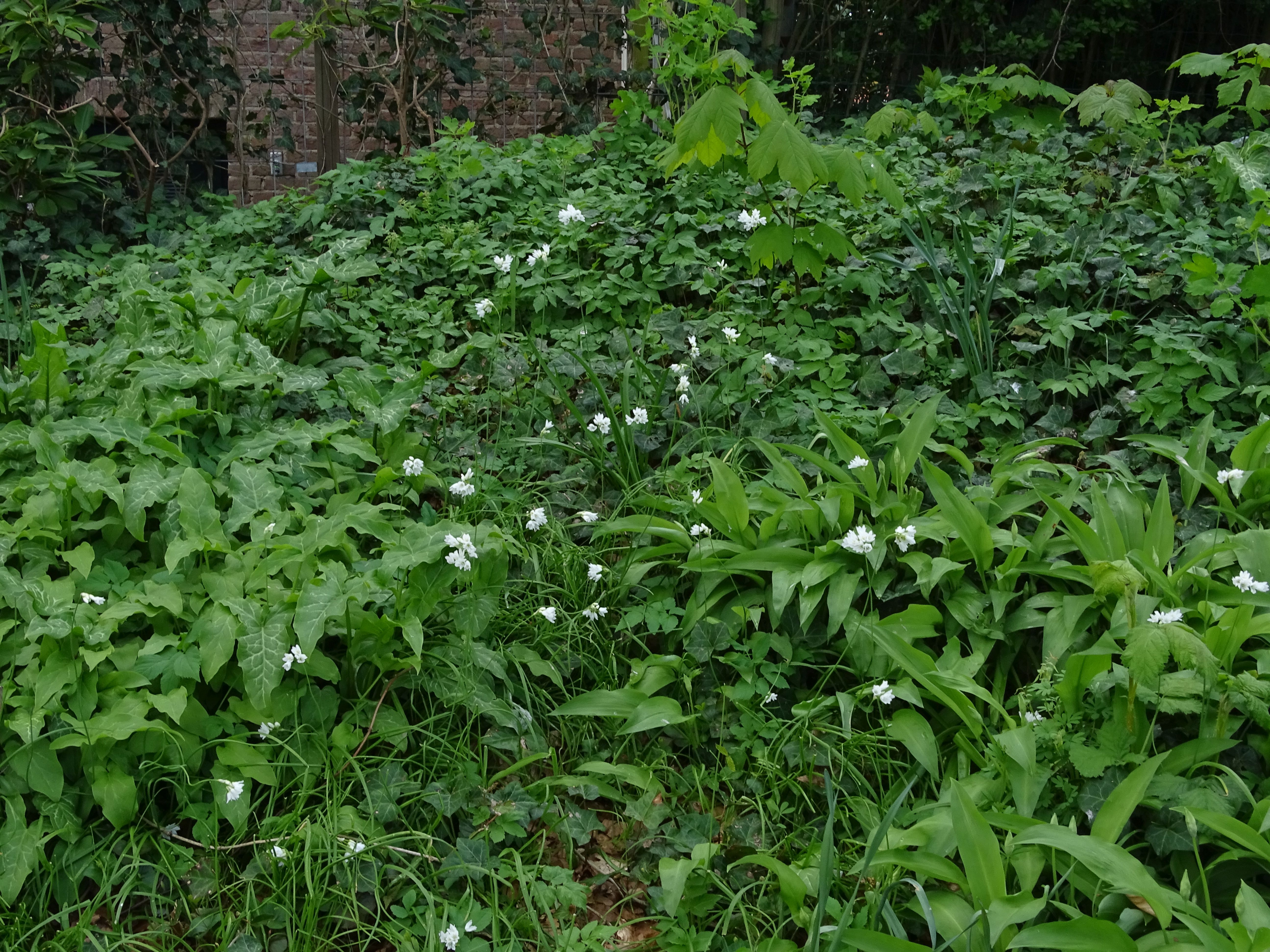 Allium zebdanense (door Lieuwe Haanstra)