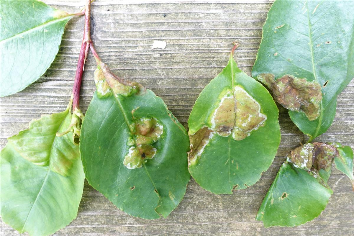 Taphrina farlowii (door AnnaElise Jansen)