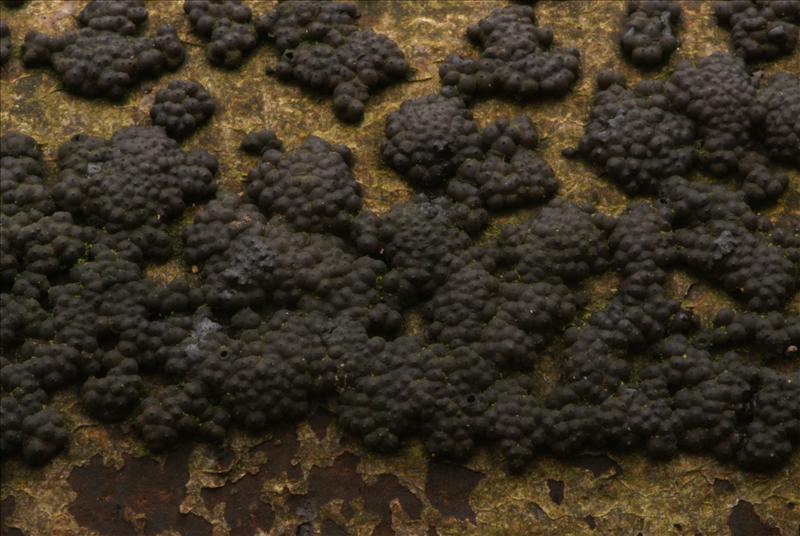 Annulohypoxylon cohaerens (door Henk Remijn)