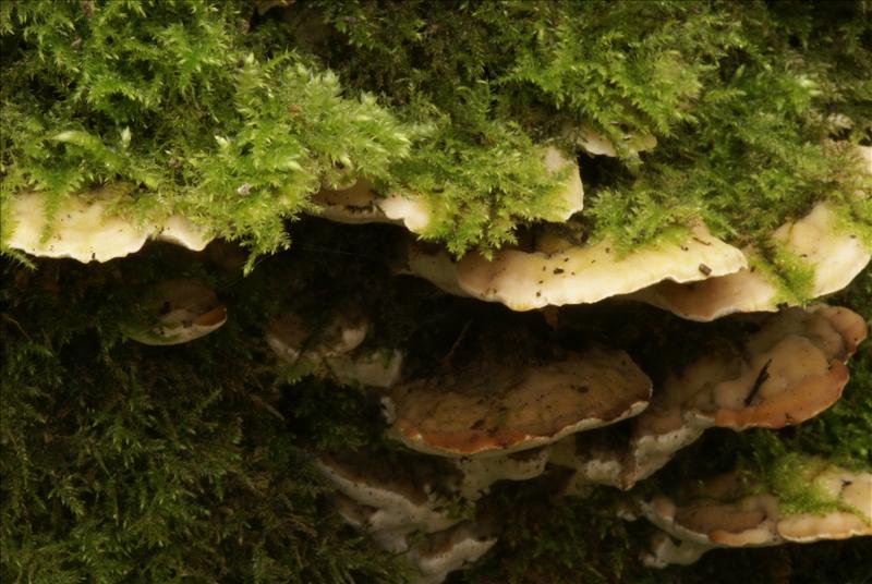 Oxyporus populinus (door Henk Remijn)