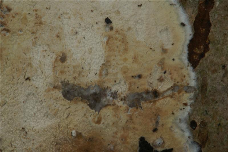 Hyphodermella corrugata (door Henk Remijn)