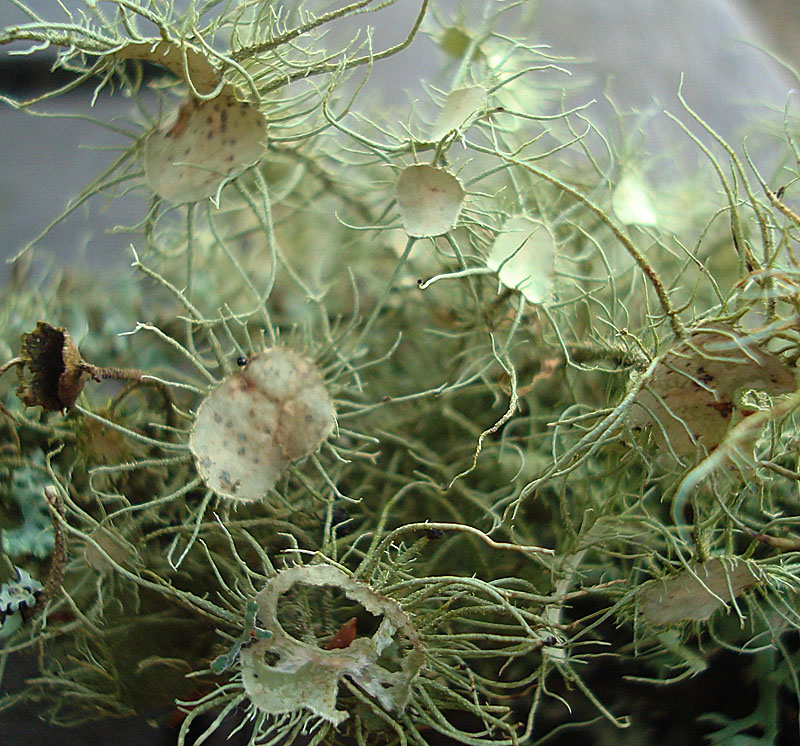 Usnea florida (door Avelien Thoben)