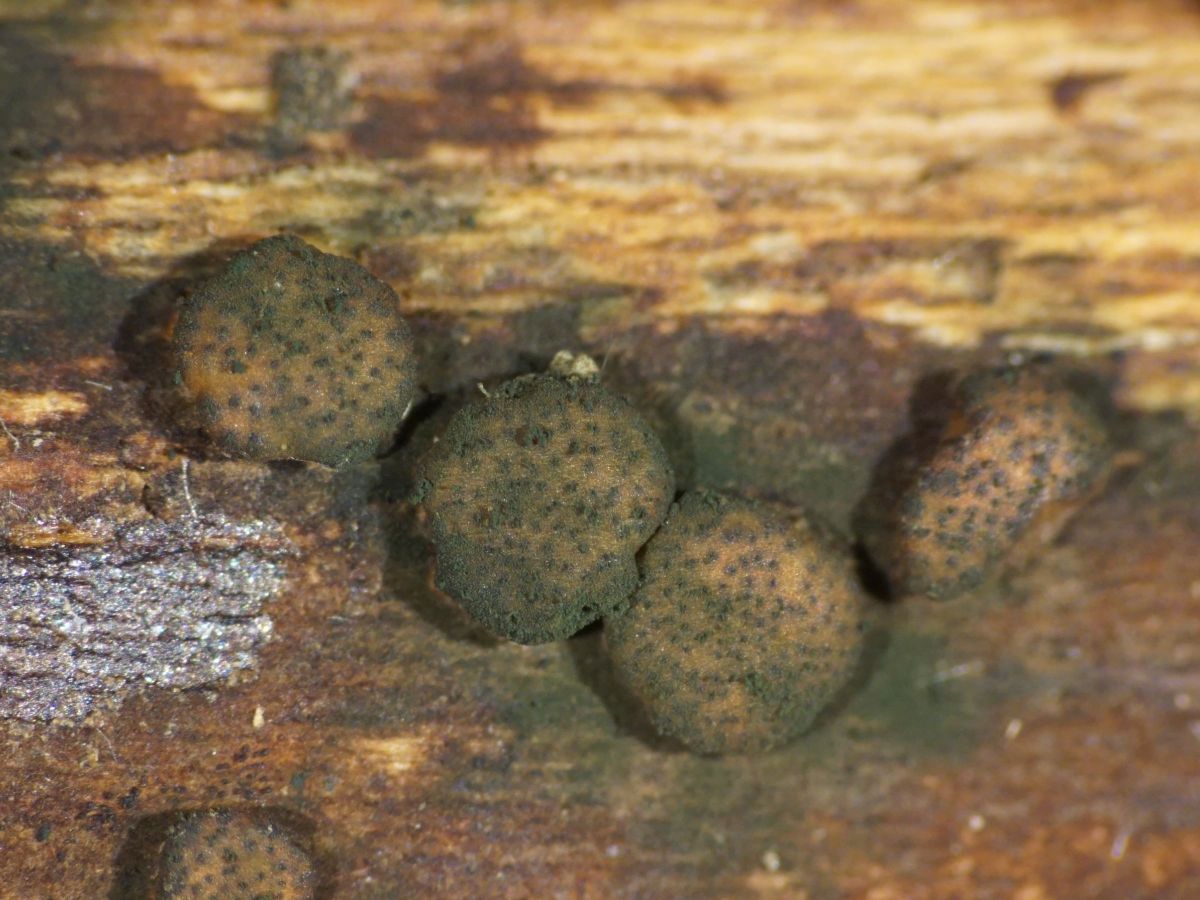 Hypocrea epimyces (door Marian Jagers)