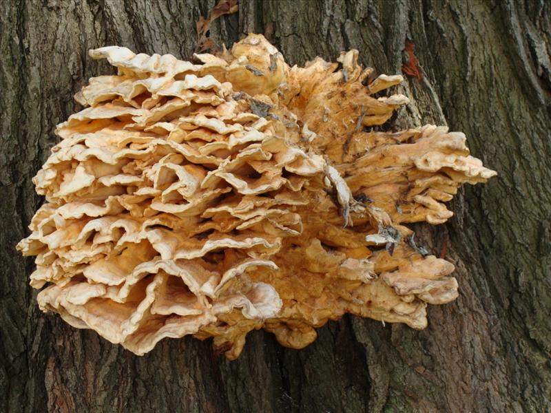 Laetiporus sulphureus (door HCSjj)