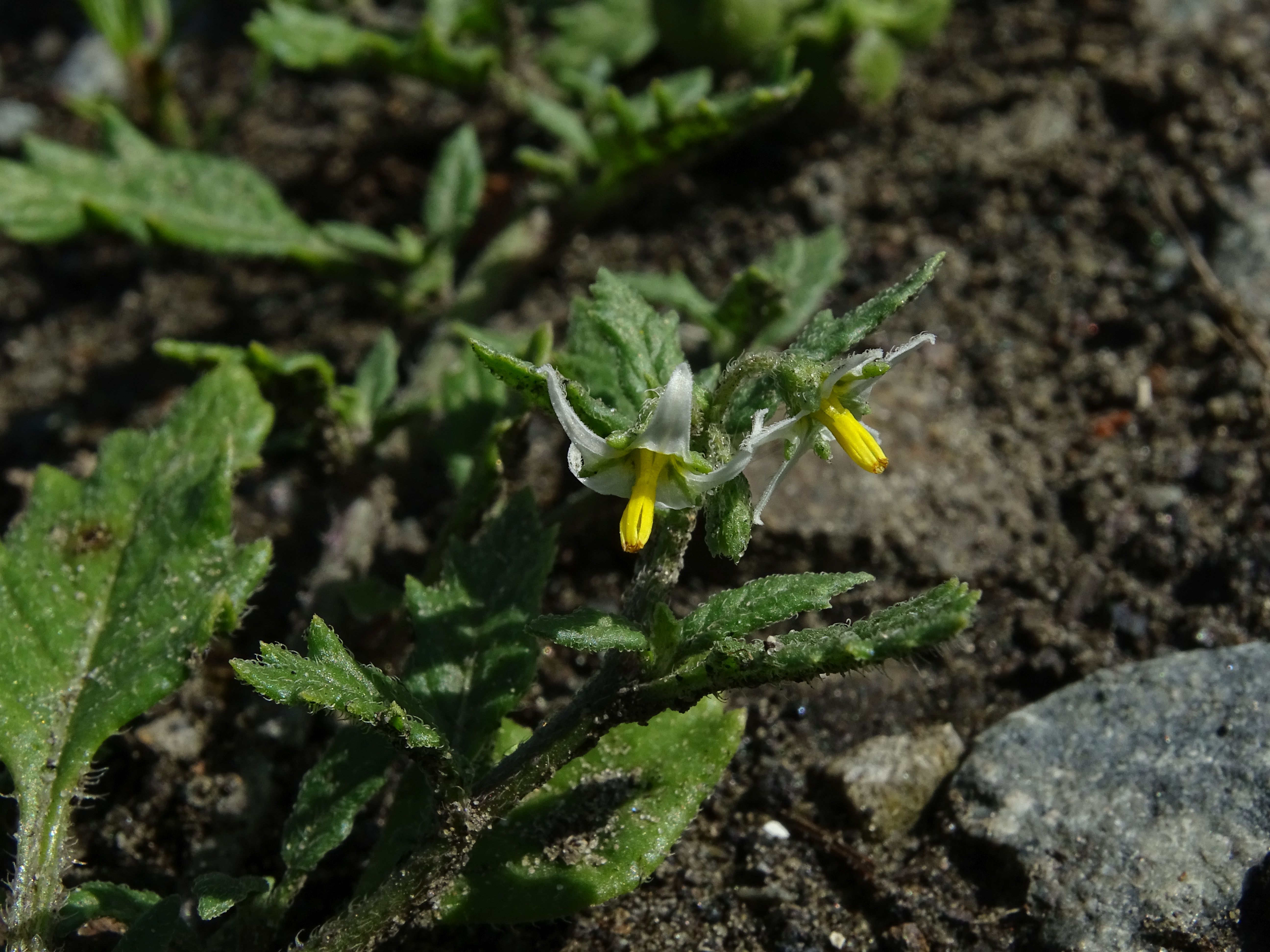 Solanum sarrachoides (door Lieuwe Haanstra)