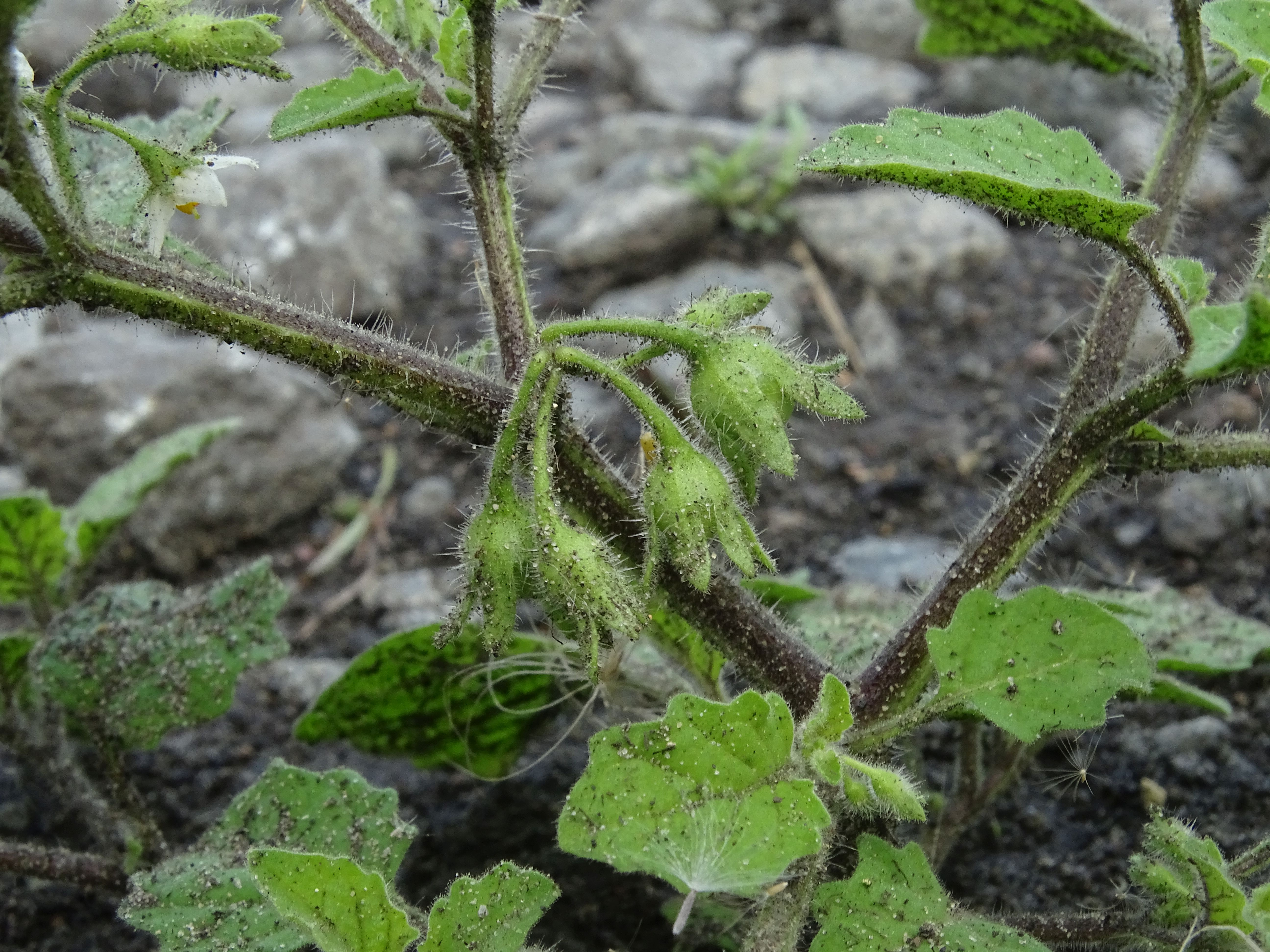 Solanum sarrachoides (door Lieuwe Haanstra)